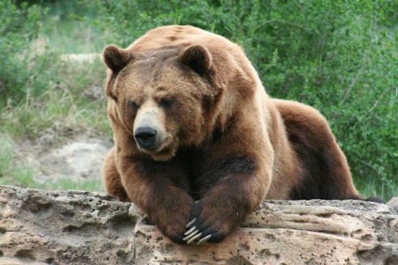 bear