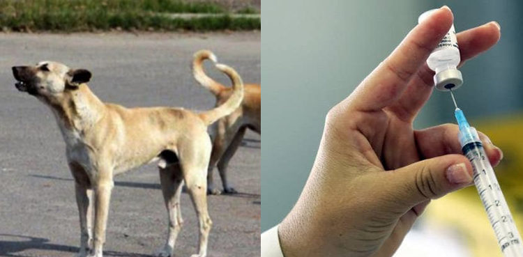 Stray dog anti rabies vaccine