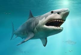 shark7