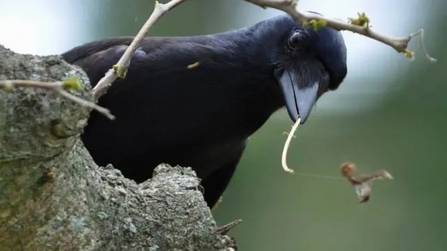 crow6