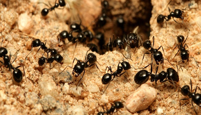 ants