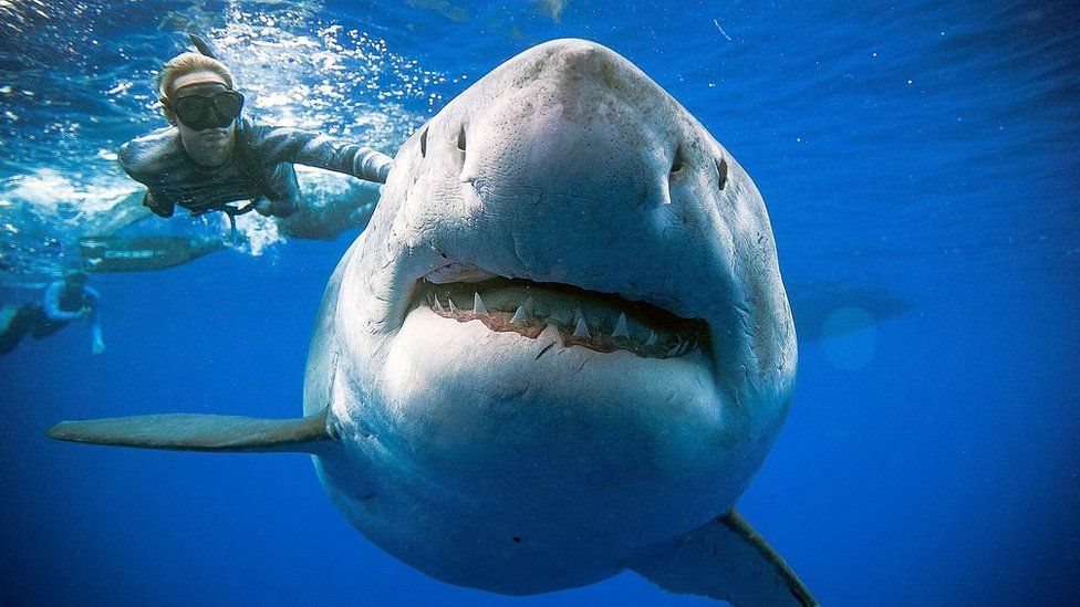 shark76